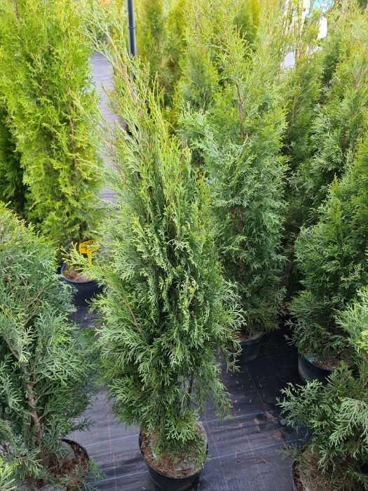 WYPRZEDAZ Tuja Szmaragd 110-130 cm w Donicy DOWOZIMY Supraśl