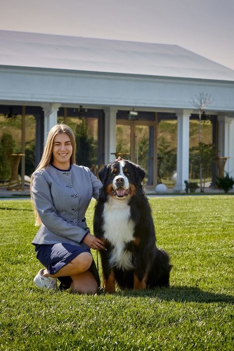 бернський зененхунд