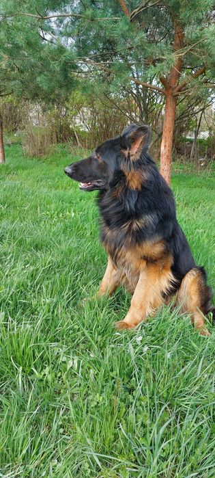 В'язка собак вівчарки кобель