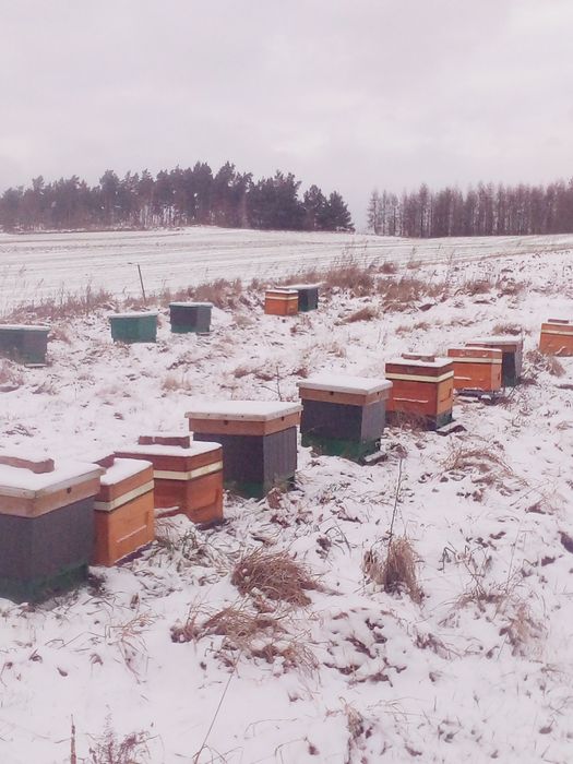 Miód kremowany z owocami