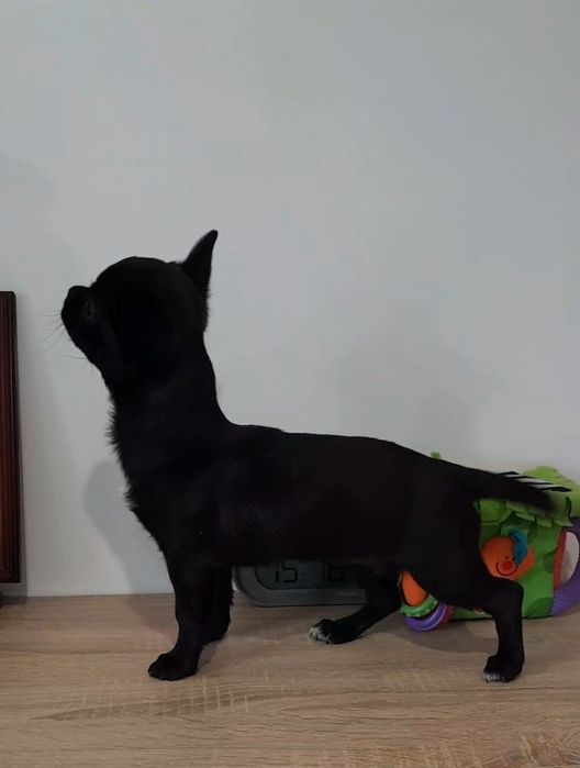 Dziewczyna Chihuahua