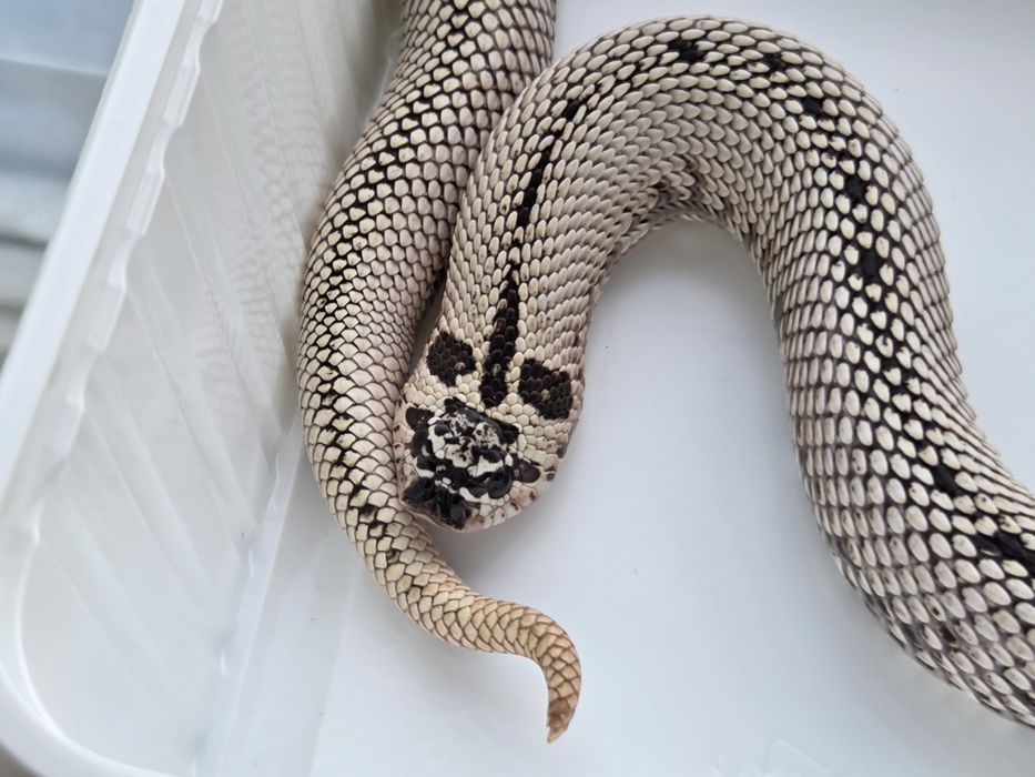 Samica Heterodon nasicus zachodni Super Arctic Super Conda het albino