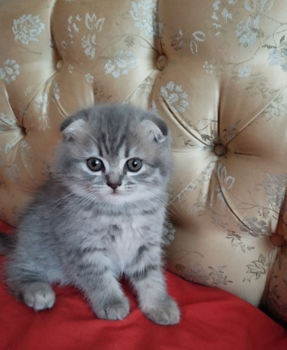 Самые лучшие котята
