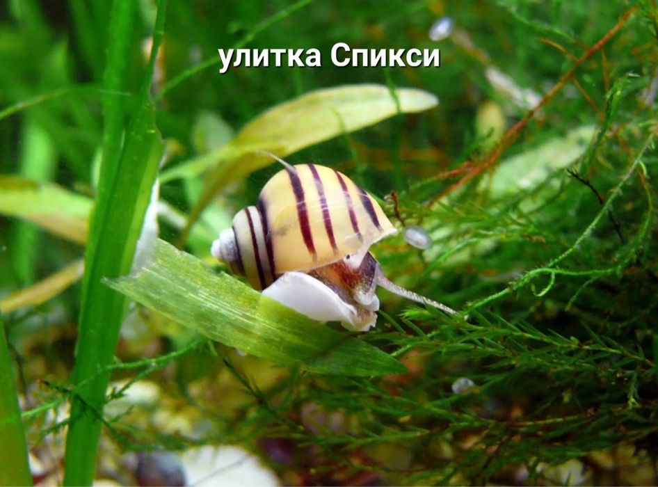 Аквариумные рыбки