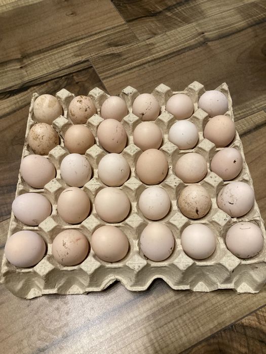 Jaja lęgowe zielononozki kuropatwianej wysylka !