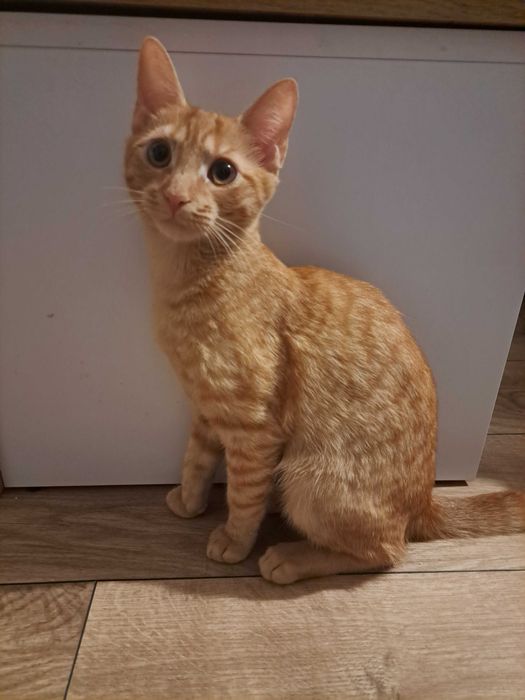 Młoda kotka do adopcji