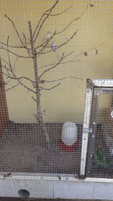 Vendo periquito 2025