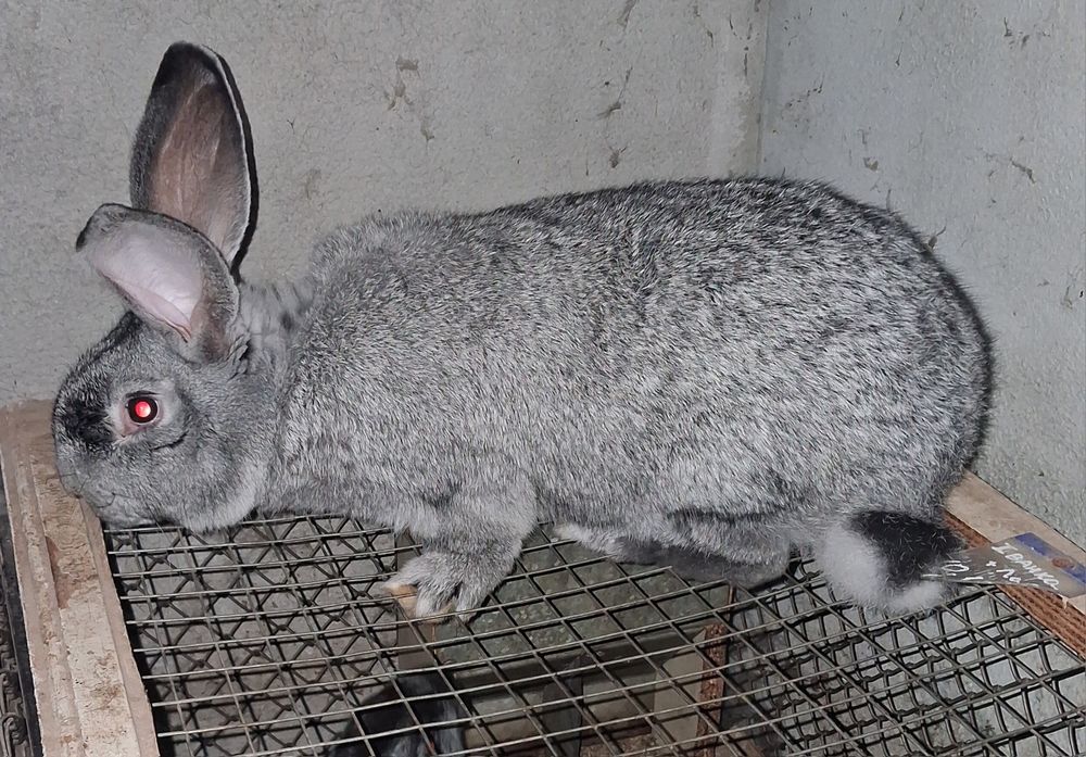 Кролик породи європейська шиншила