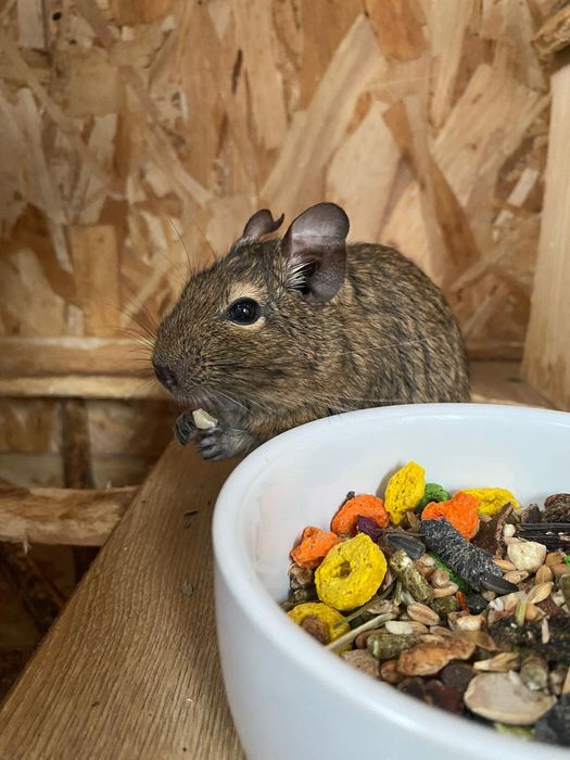 Woliera, klatka Koszatniczki  degu