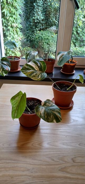 Монстера варієгатна варіагатна алба