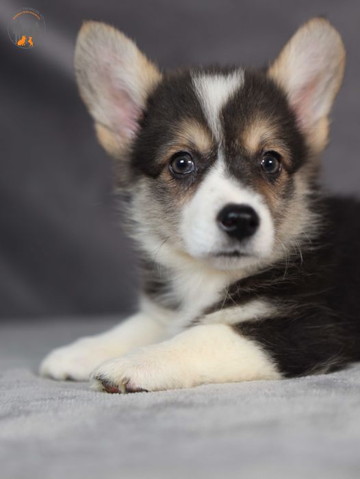 Welsh Corgi Pembroke ZKwP FCI