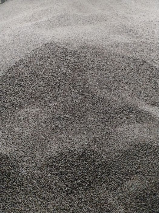 Sprzedam żyto populacyjne