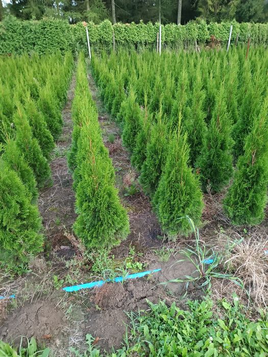 Tuja szmaragd 120 cm