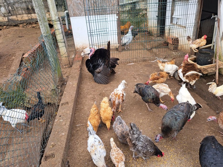 Galos galinhas e peruz