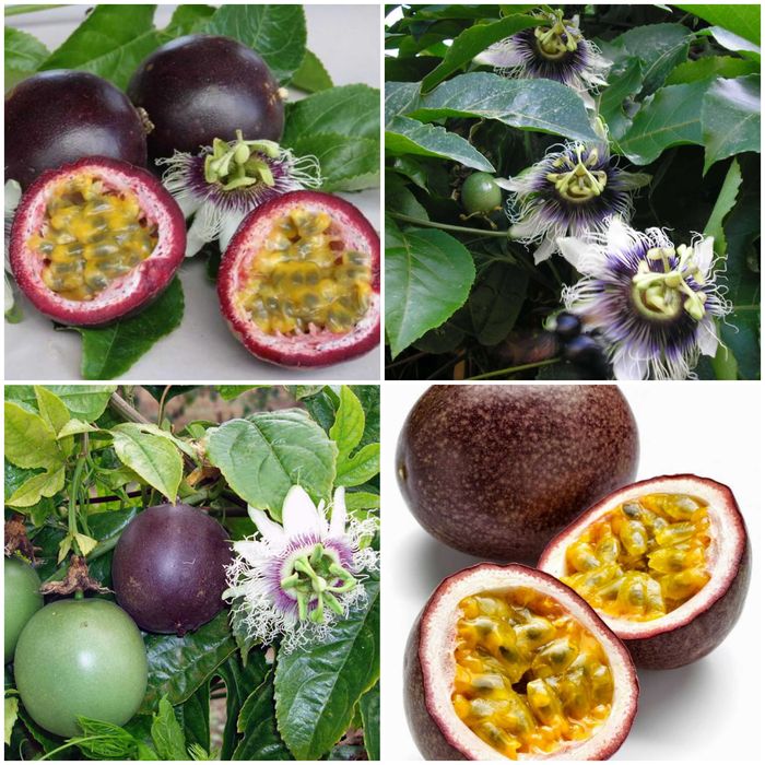 Самые свежие семена маракуйя edulis пассифлора, семена черимойя аннона