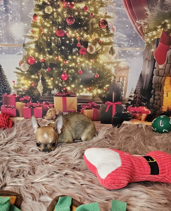 Chihuahua tricolor piesek xs