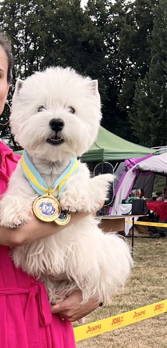 Вест хайленд уайт терьер