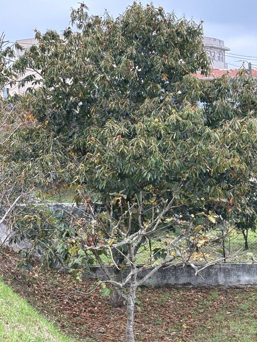 Conjunto de árvores de fruta