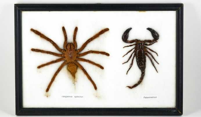 Moldura com espécie de aranha e escorpião