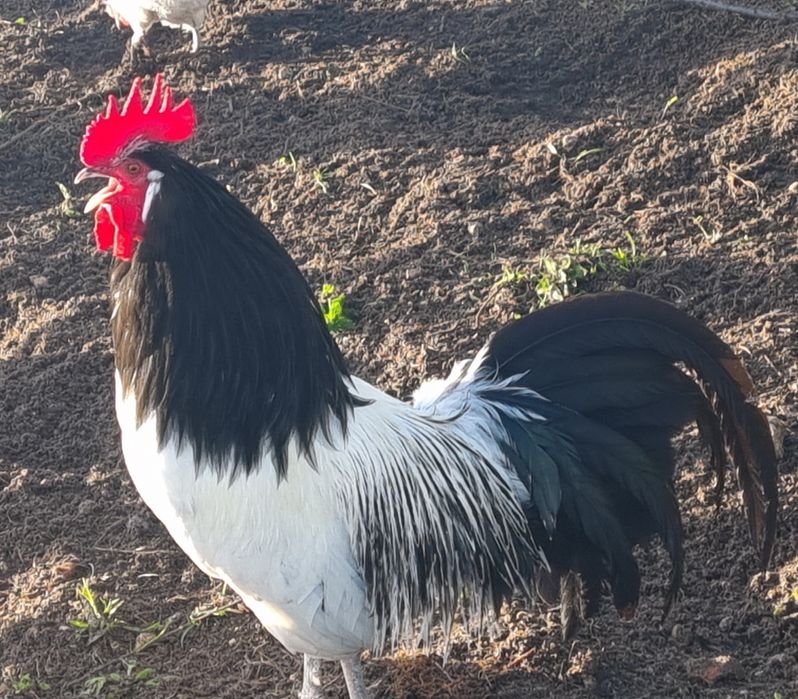 Lakenvelder por reserva