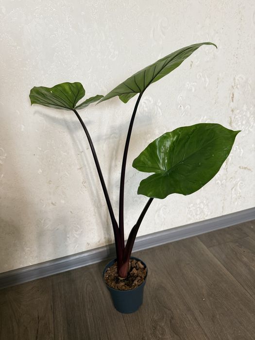 Алоказія Юкатан Принцесс, Блек Кобра алоказия