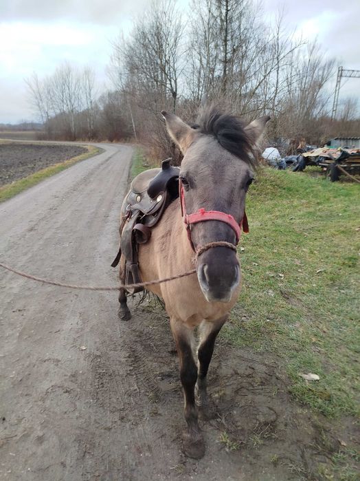 Klacz Konik Polski