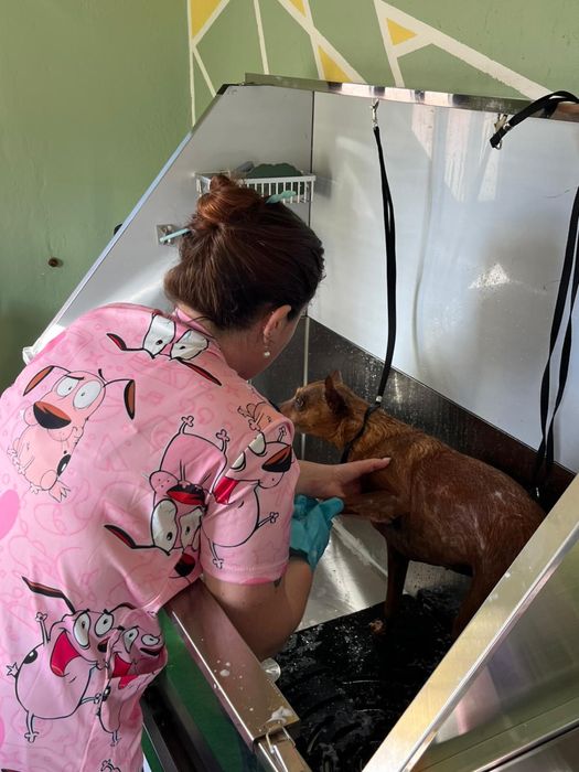 Banhos e serviços caninos
