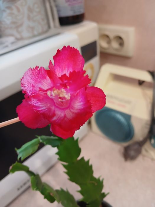 Шлюмбергера Aspen red