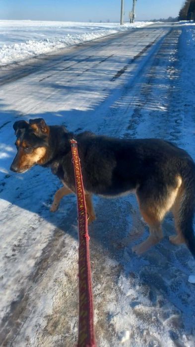 Pilnie potrzebny dom dla owczarka