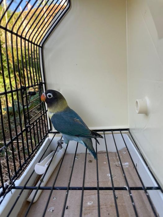 Agapornis personatas