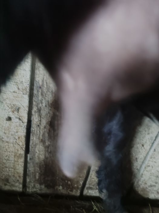 Продам козу дійну