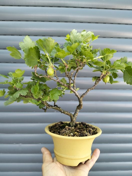 Bonsai uva crispa - groselha
