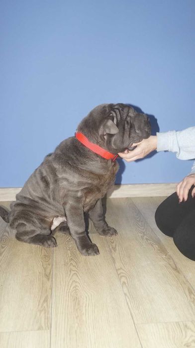 Szczeniak Shar Pei, samiec z rodowodem.  Blue, błękitny