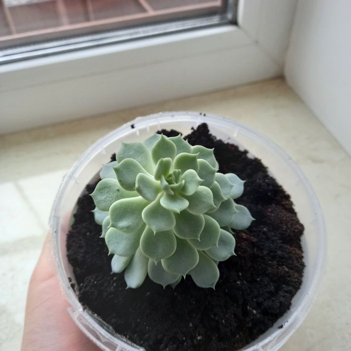 Сукуленты Эхеверия