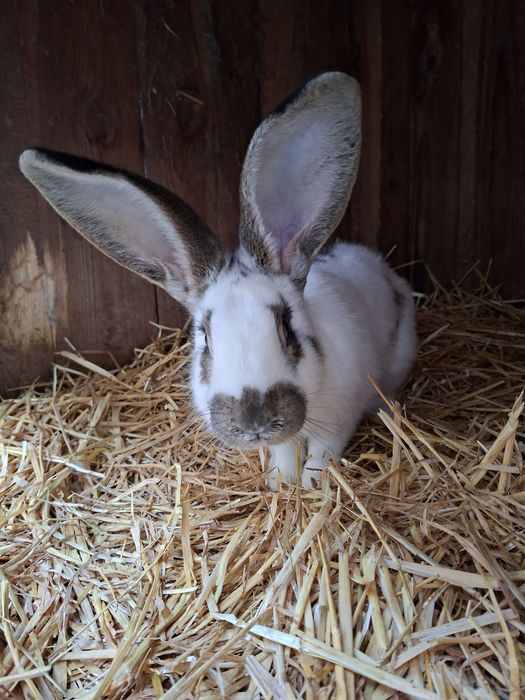 Króliki do hodowli lub na mięso