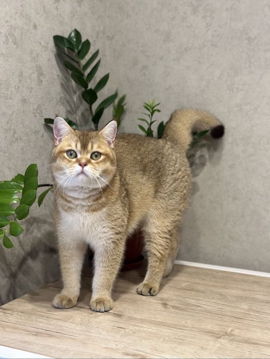 Котята Золотая шиншила