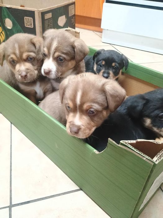 Oddam szczeniaki za darmo okolice Tarnowa