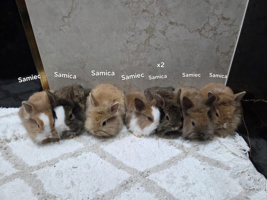 Króliczki karzełeki