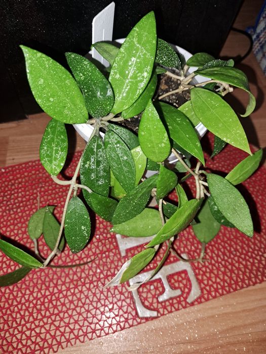 Хойя Грацилис.  Gracilis. Всё растение.