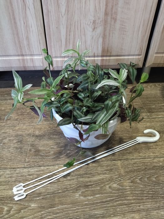 Традесканция в подвесном горшке.