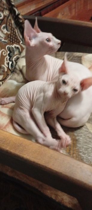 Котёнок - сфинкс