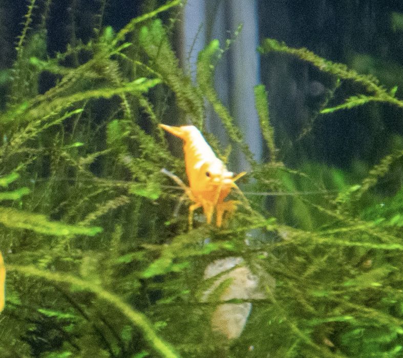 Neocaridinas Yellow Golden Back