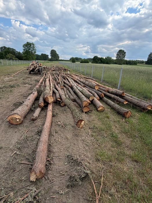 Sosna/Brzoza opał