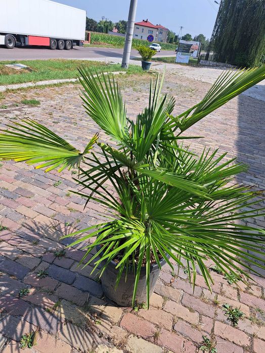 Palma Excelsa biczowa