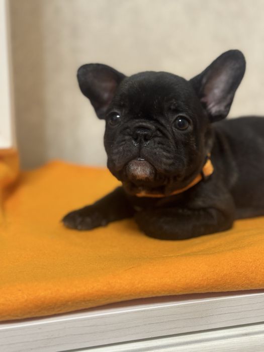 Породні красунчики в найкращі родини