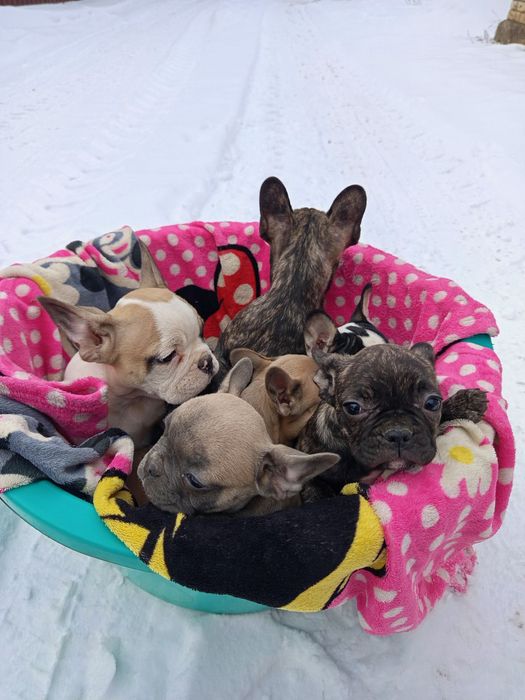 Французькі булочки