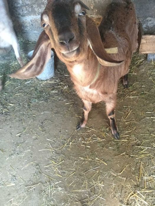 Продам молоду Нубійську козу
