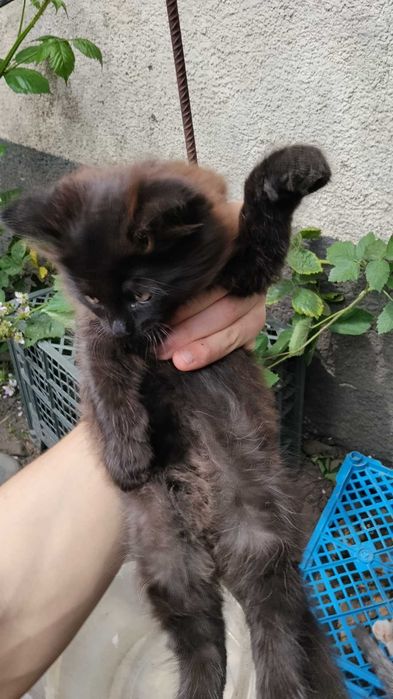 Віддам котят у добрі руки