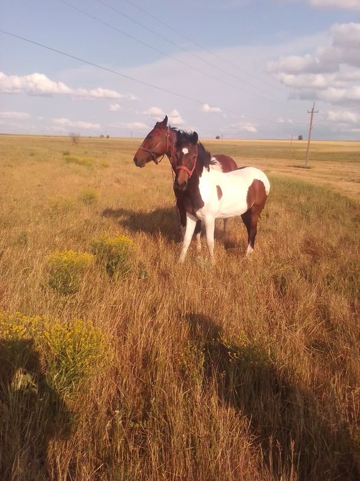 Продаю годічну Рябину