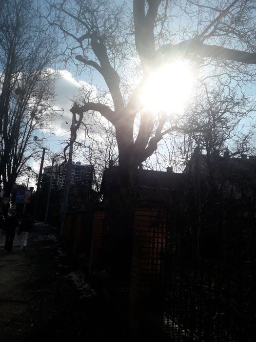 Дерево горіхіа оригінальний колір прикрасить мебель